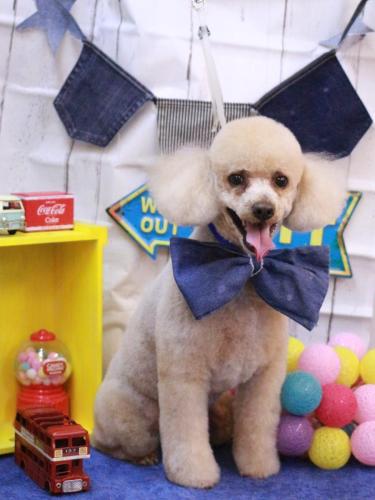 20230408チロくん